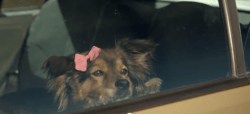 Dog Romance: Un amor imposible en el nuevo anuncio de Citroen 3 dog_romance_citroen_c3