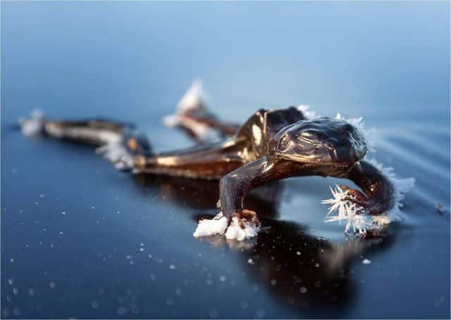 Las mejores fotos del mundo en 2013 23 Rana congelada, Noruega