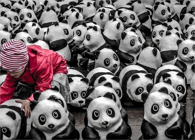 Las mejores fotos del mundo en 2013 24 Jugando con Pandas, Hamburgo, Alemania