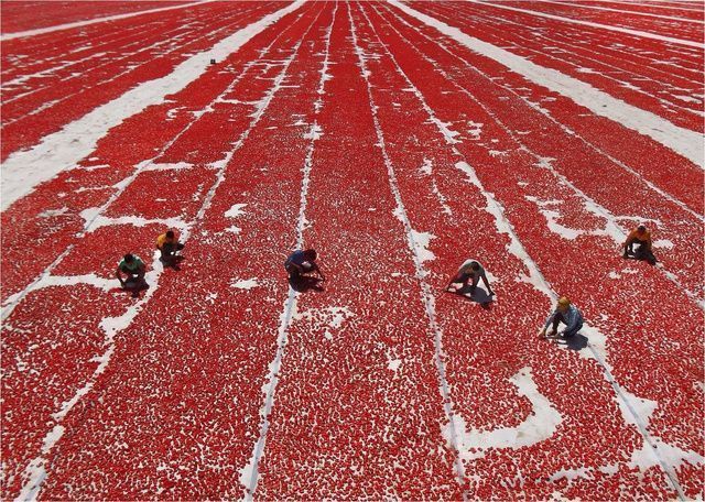 Las mejores fotos del mundo en 2013 25 Cómo se hacen los tomates deshidratados al Sol, Turquía