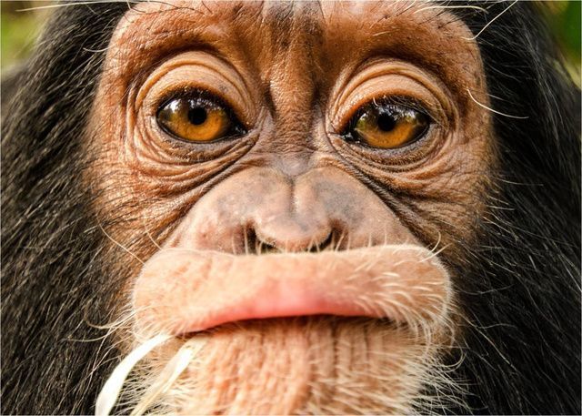 Las mejores fotos del mundo en 2013 26 Joven chimpancé hembra, Camerún, África