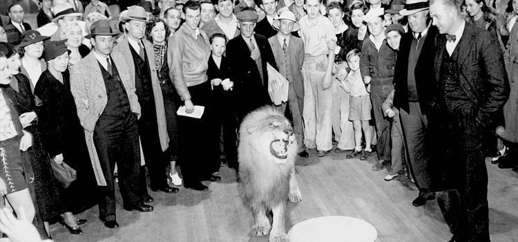 La historia del logotipo de la Metro Goldwyn Mayer 15 jackie