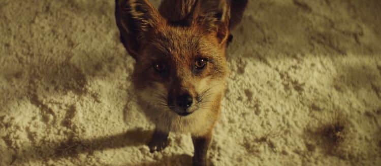El spot de John Lewis para esta Navidad: #BusterTheBoxer 7 spot de john lewis 1
