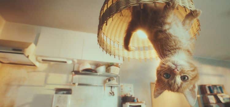 'Gravity Cat', el espectacular spot de Playstation para Gravity Rush 3 Gravity Cat, spot de Playstation