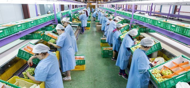 La estrategia de marketing y publicidad de Mercadona 26 El proveedor de Mercadona