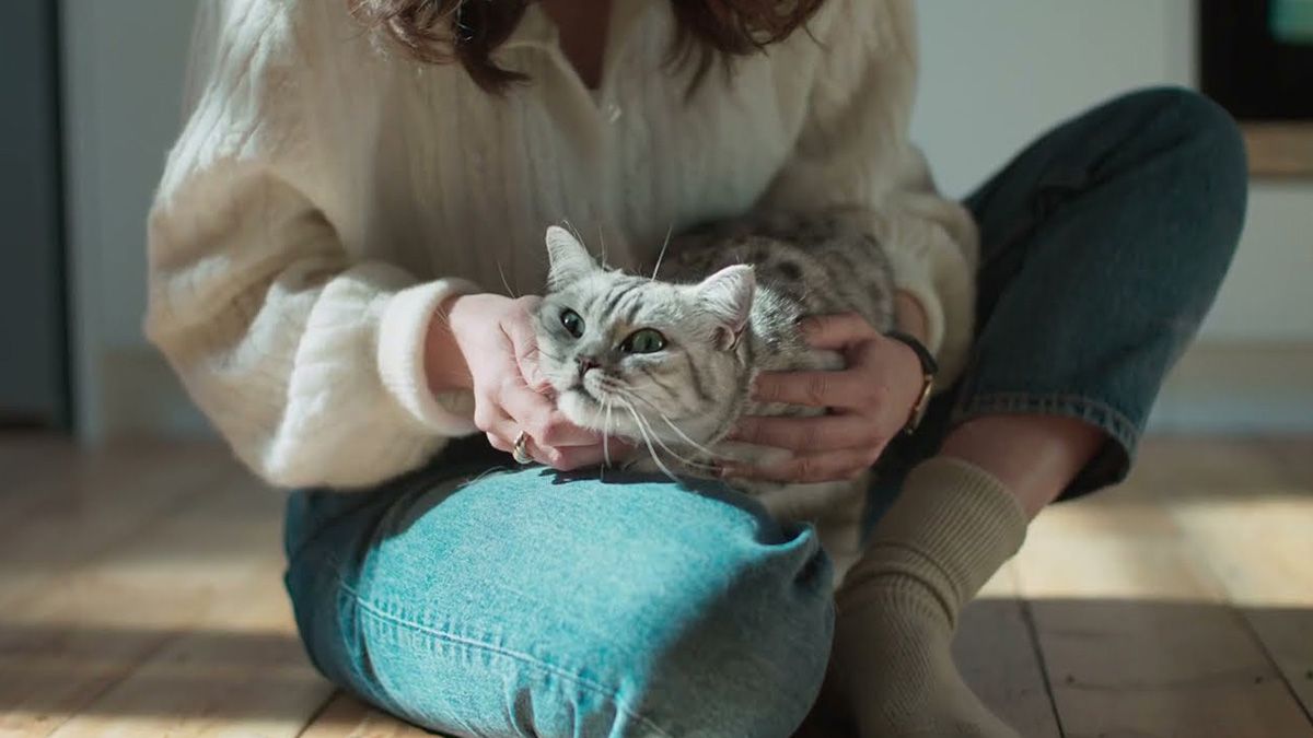 Whiskas' playlist on Spotify to calm the cats 2 playlist de whiskas en spotify 01