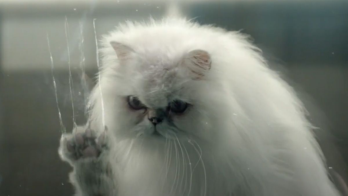 Los gatos se rebelan en el divertido anuncio de Back Market 5 anuncio de backmarket sorry cats 01