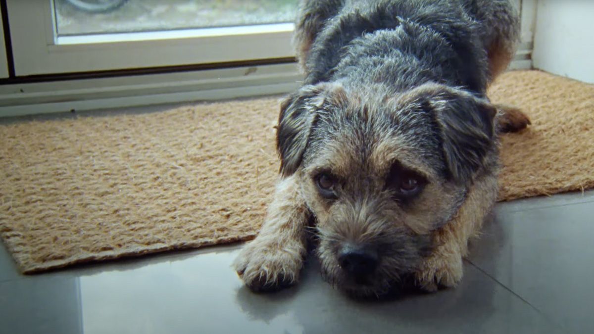 Anuncio de Dogs Trust | The Story of Rob and Milo Anuncio de Dogs Trust | The Story of Rob and Milo